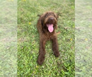 Labradoodle Puppy for sale in JACKSONVILLE, NC, USA