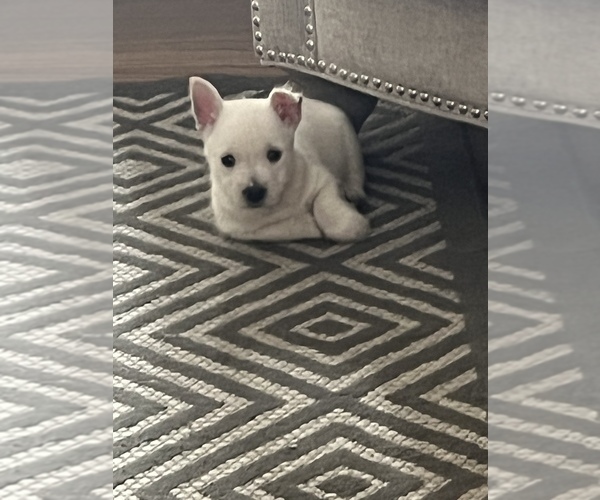 Full screen Photo #1 West Highland White Terrier Puppy For Sale in LEWISPORT, KY, USA