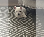 Small Photo #1 West Highland White Terrier Puppy For Sale in LEWISPORT, KY, USA
