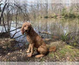 Poodle (Standard) Puppy for sale in PHILA, PA, USA