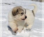 Small #2 Great Pyrenees