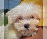 Small #7 Maltese