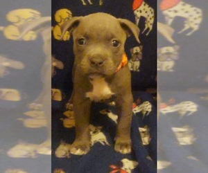 American Bully Puppy for sale in MURFREESBORO, TN, USA