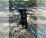Small #1 Labrador Retriever Mix