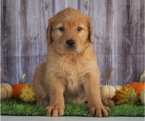 Golden Retriever Puppy for sale in FREDERICKSBG, OH, USA