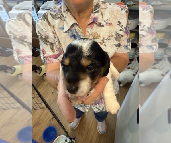 Medium Photo #5 Dachshund Puppy For Sale in ASHLAND, NE, USA