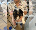 Puppy 3 spot Dachshund