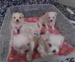 Small Photo #2 Maltese Puppy For Sale in SUN CITY, AZ, USA