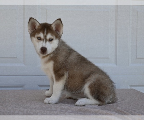 Medium Photo #2 Siberian Husky Puppy For Sale in HOLMESVILLE, OH, USA