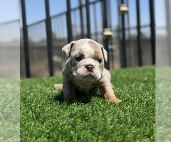 Medium Photo #7 English Bulldog Puppy For Sale in TUCSON, AZ, USA