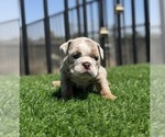 Small #6 English Bulldog
