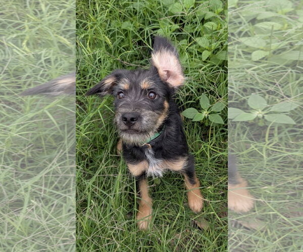 Medium Photo #2 Mutt Puppy For Sale in Fort Worth, TX, USA