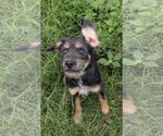 Small #1 Mutt