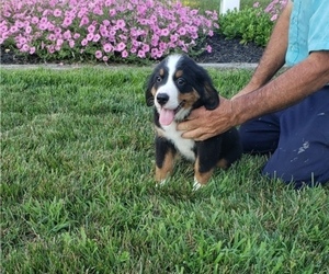 Bernese Mountain Dog Puppy for sale in HARTLY, DE, USA