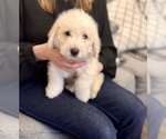 Small Photo #3 Miniature Labradoodle Puppy For Sale in BRIDGETON, MO, USA