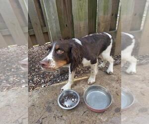 English Springer Spaniel Puppy for sale in MIDDLE RIVER, MD, USA