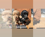 Small Photo #3 Aussiedoodle Puppy For Sale in TAMPA, FL, USA