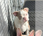 Small #3 Boston Terrier