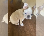 Small #3 Boston Terrier