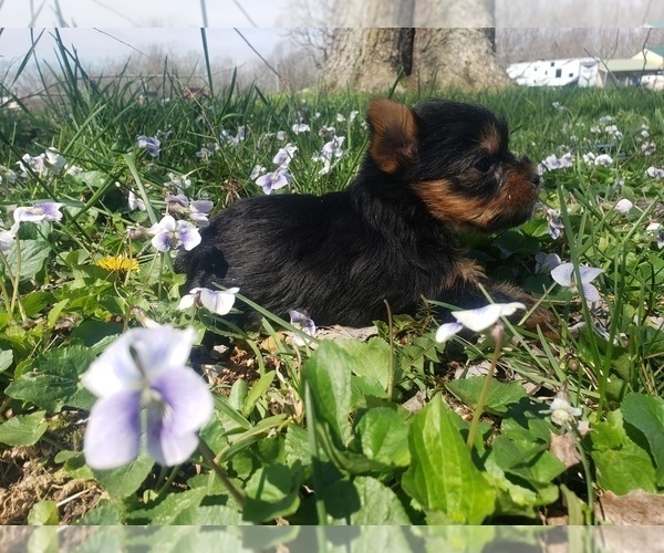 Medium Photo #5 Yorkshire Terrier Puppy For Sale in MOUNTAIN GROVE, MO, USA