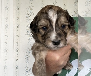 Aussiedoodle Miniature  Puppy for sale in SKY ACRES, VT, USA