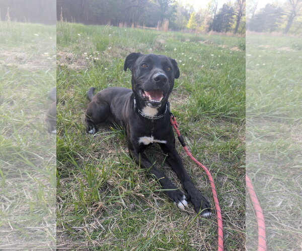 Medium Photo #2 Mutt Puppy For Sale in Calhoun, GA, USA