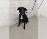 MISS WAGGLETON - Female Labrador Retriever-Unknown Mix Dog for Adoption - Small photo