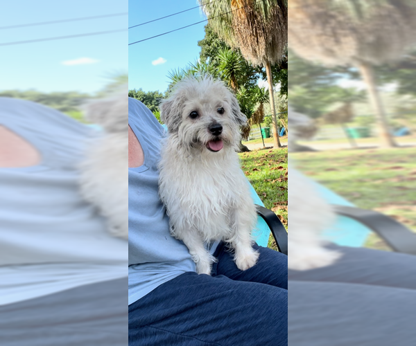 Medium Photo #2 Mal-Shi Puppy For Sale in Weston, FL, USA