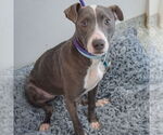 Small #4 American Staffordshire Terrier-Greyhound Mix