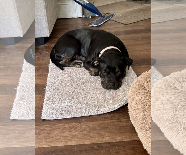 Medium Photo #3 Mutt Puppy For Sale in Doylestown, PA, USA