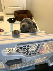 Cane Corso Puppy for sale in WALDORF, MD, USA
