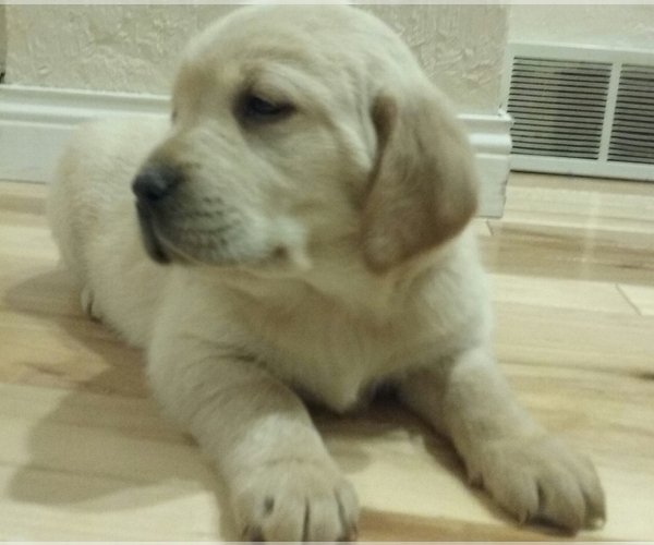 Medium Photo #4 Golden Labrador-Golden Retriever Mix Puppy For Sale in PULASKI, WI, USA
