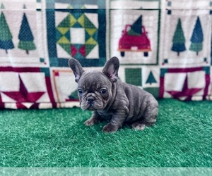 French Bulldog Puppy for sale in CAPE CORAL, FL, USA