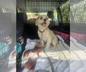 Cavachon Dogs for adoption in Utica, NY, USA