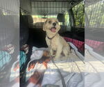 Small Cavachon