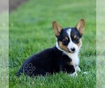 Small #3 Pembroke Welsh Corgi