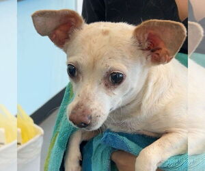Chihuahua-Unknown Mix Dogs for adoption in Chico, CA, USA