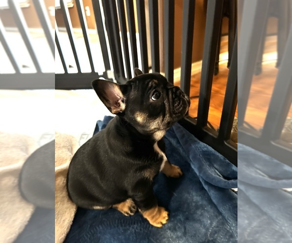 Medium Photo #3 French Bulldog Puppy For Sale in CORDOVA, AL, USA