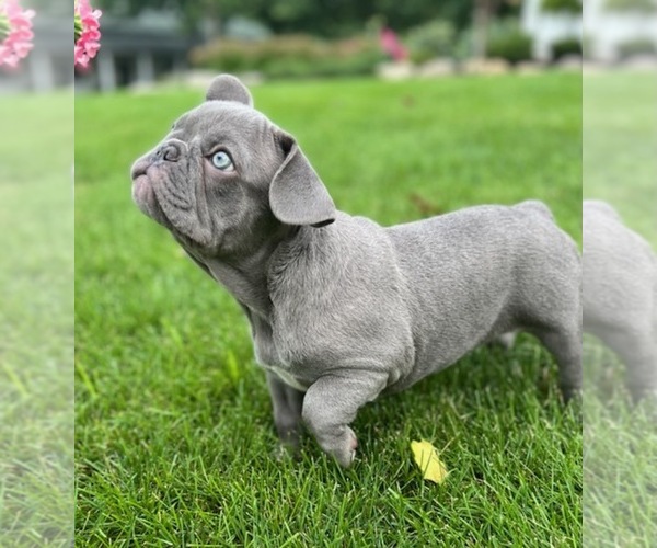 Medium Photo #4 French Bulldog Puppy For Sale in ALLEGAN, MI, USA