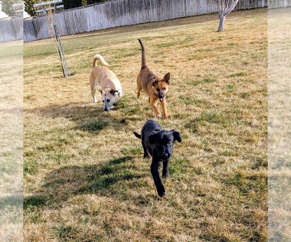 Medium Photo #10 Collie-Unknown Mix Puppy For Sale in Sandy, UT, USA