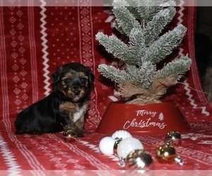 Yorkshire Terrier Puppy for Sale in LOVELADY, Texas USA