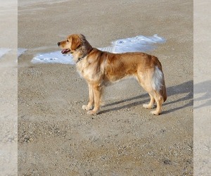 Mother of the Golden Retriever puppies born on 05/17/2025