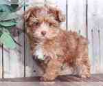 Small Photo #1 YorkiePoo Puppy For Sale in MOUNT VERNON, OH, USA