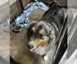 Small #2 Australian Shepherd