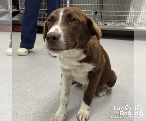 Retriever -Unknown Mix Dogs for adoption in Washington, DC, USA