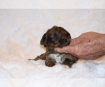 Small #5 Poodle (Toy)-YorkiePoo Mix