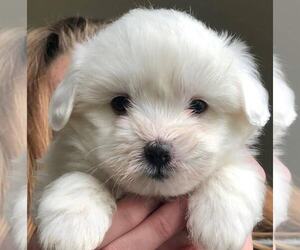 Coton de Tulear Puppy for sale in HOWARD CITY, MI, USA