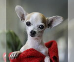 Small Chihuahua Mix