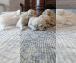 Small #2 Golden Retriever