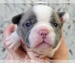 Small Photo #7 French Bulldog Puppy For Sale in CLINTON, NJ, USA